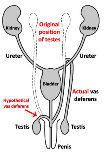 when do male testicles descend